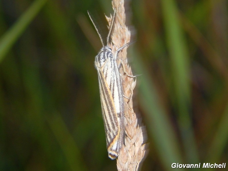 Coscinia striata